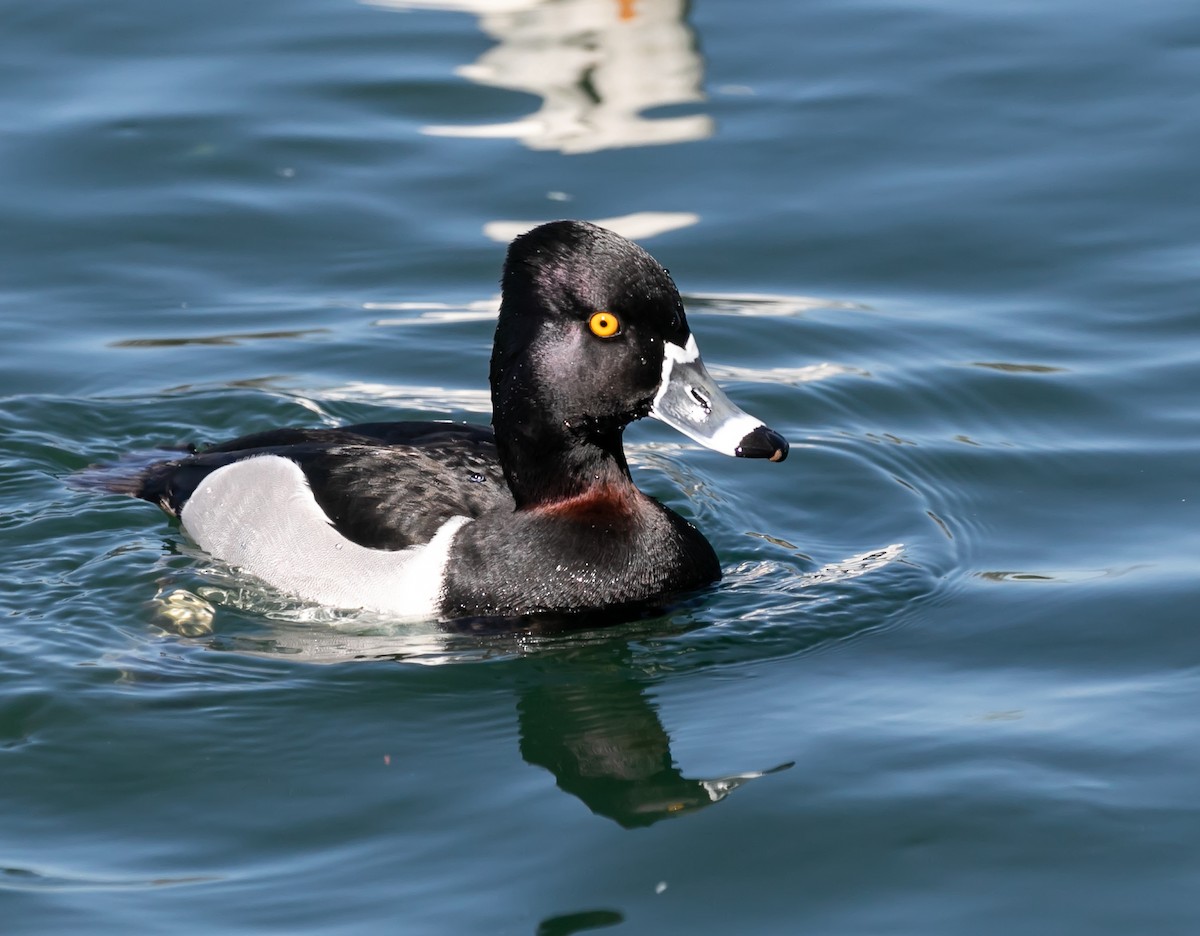 Ring-necked Duck - ML619808290