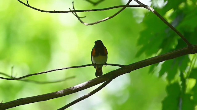 Rotschwanz-Waldsänger - ML619808296