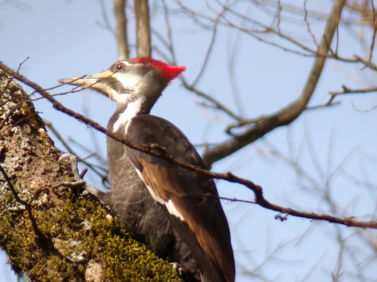Pileated Woodpecker - ML619808304