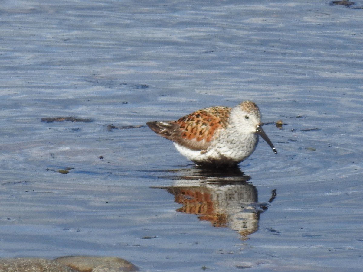 Dunlin - ML619808309