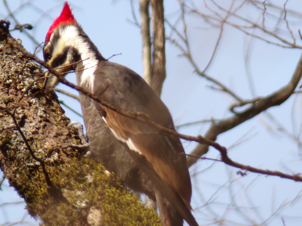 Pileated Woodpecker - Jaxon Calderon