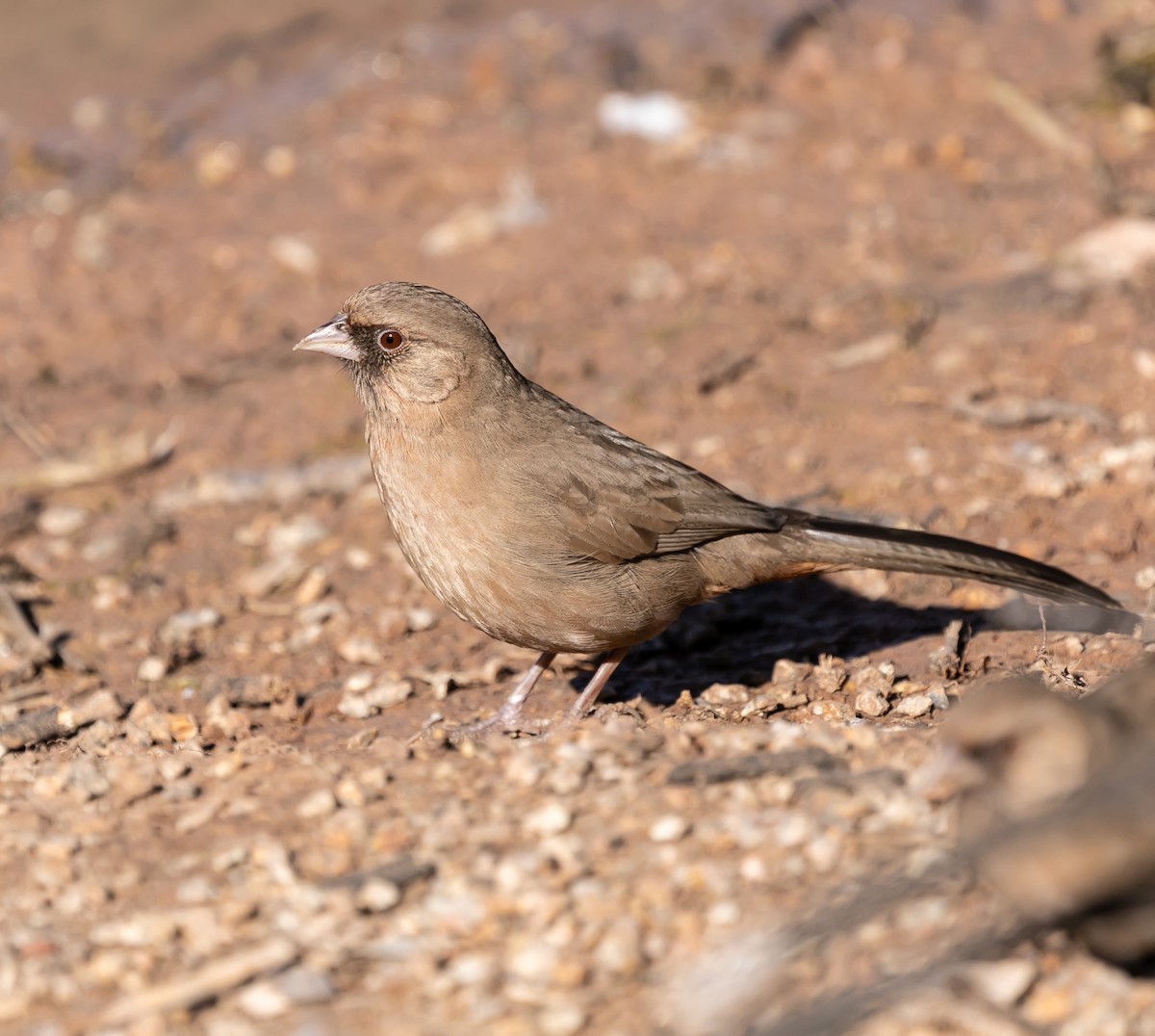 Abert's Towhee - ML619808314