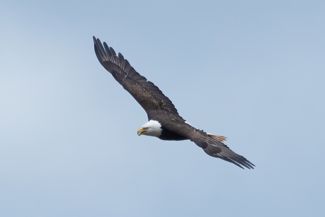 Weißkopf-Seeadler - ML619808325