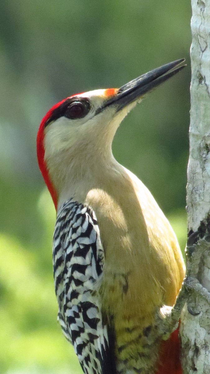 West Indian Woodpecker - ML619808357