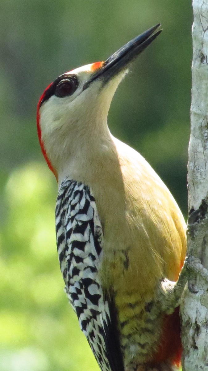 West Indian Woodpecker - ML619808358