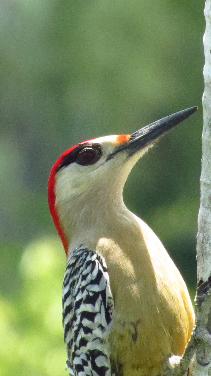 West Indian Woodpecker - ML619808359