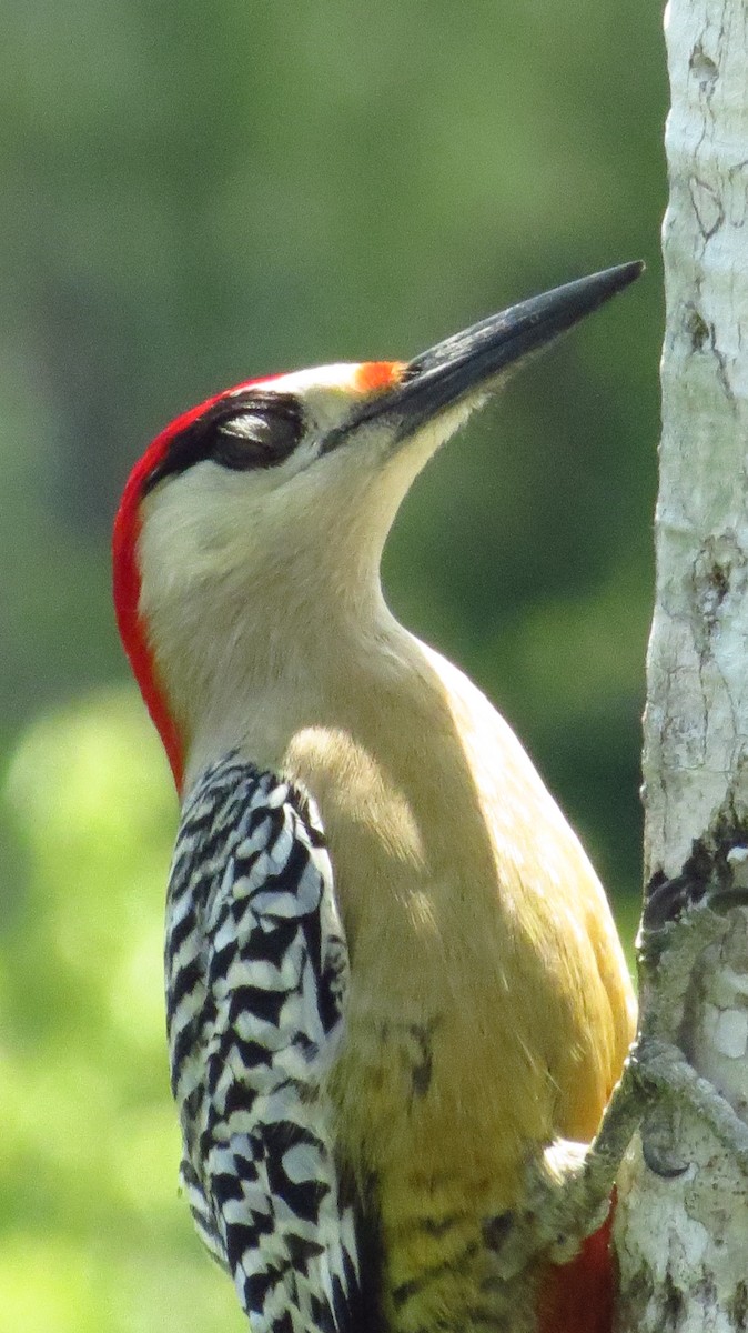 West Indian Woodpecker - ML619808360