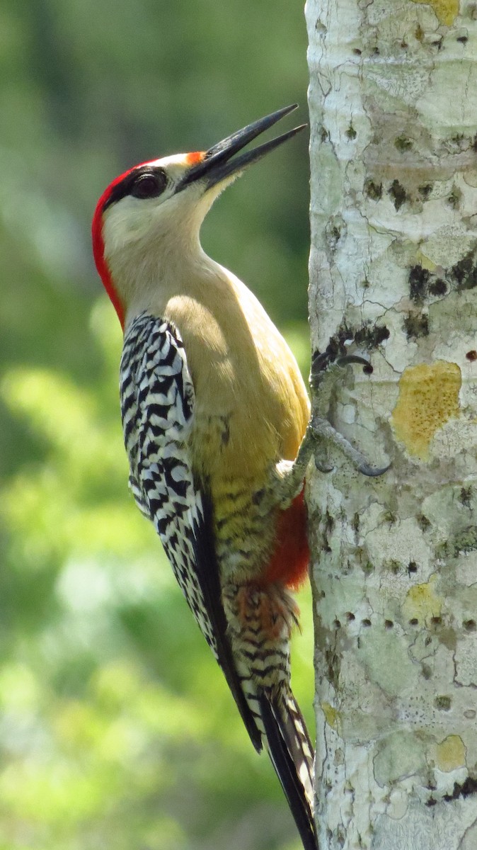 West Indian Woodpecker - ML619808361