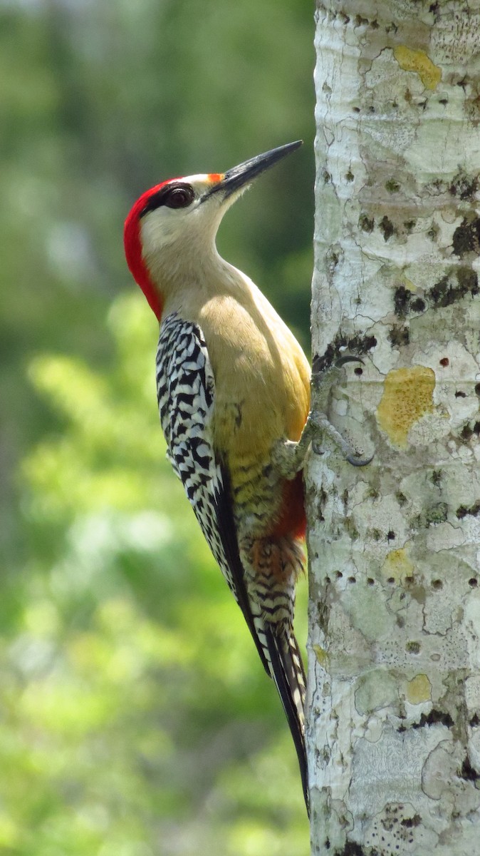 West Indian Woodpecker - ML619808362