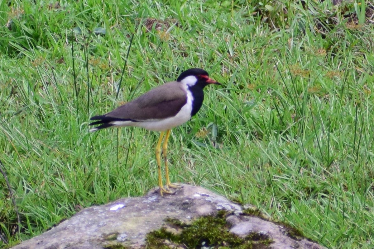 Red-wattled Lapwing - ML619808367