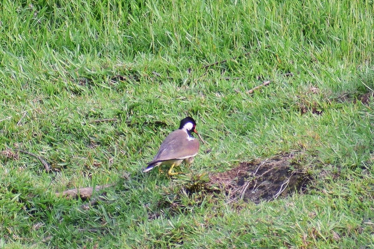 Red-wattled Lapwing - ML619808368