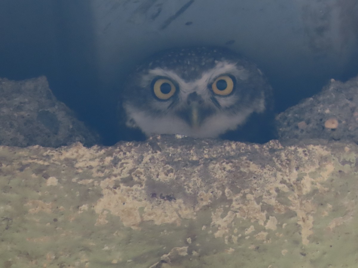 Spotted Owlet - ML619808372