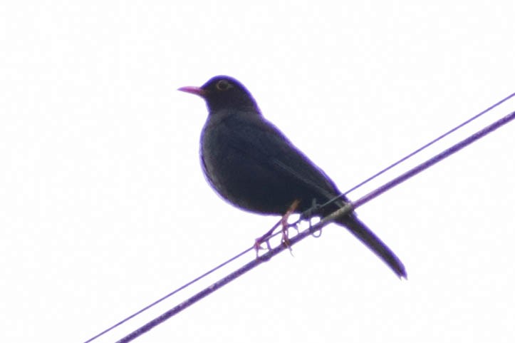 Indian Blackbird - ML619808381