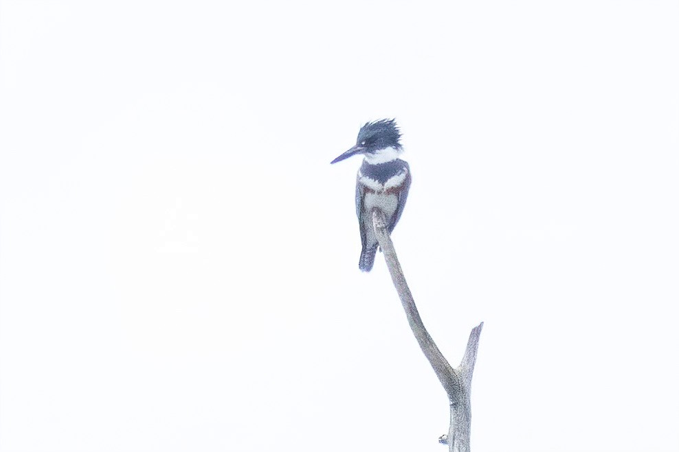 Belted Kingfisher - ML619808399