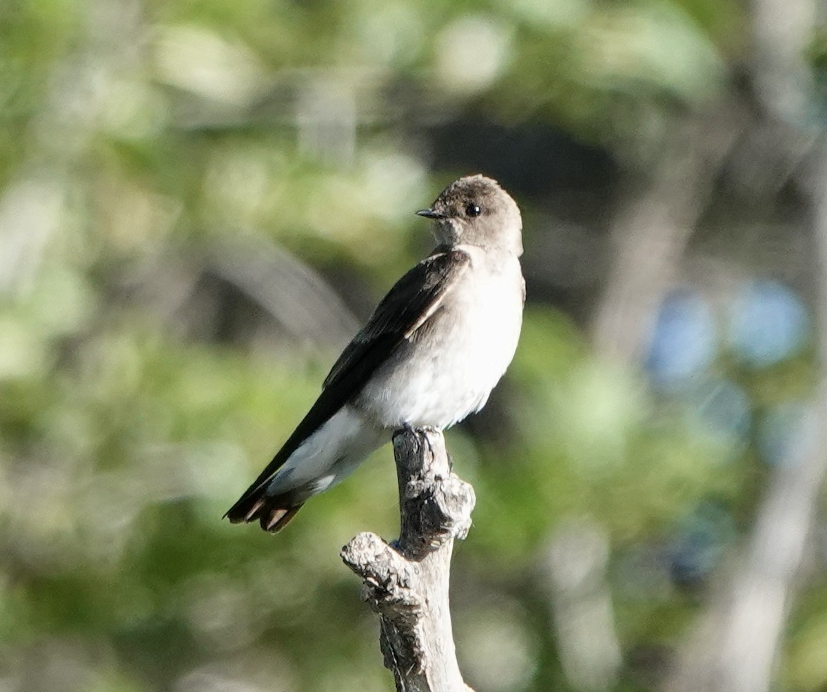 Northern Rough-winged Swallow - ML619808413