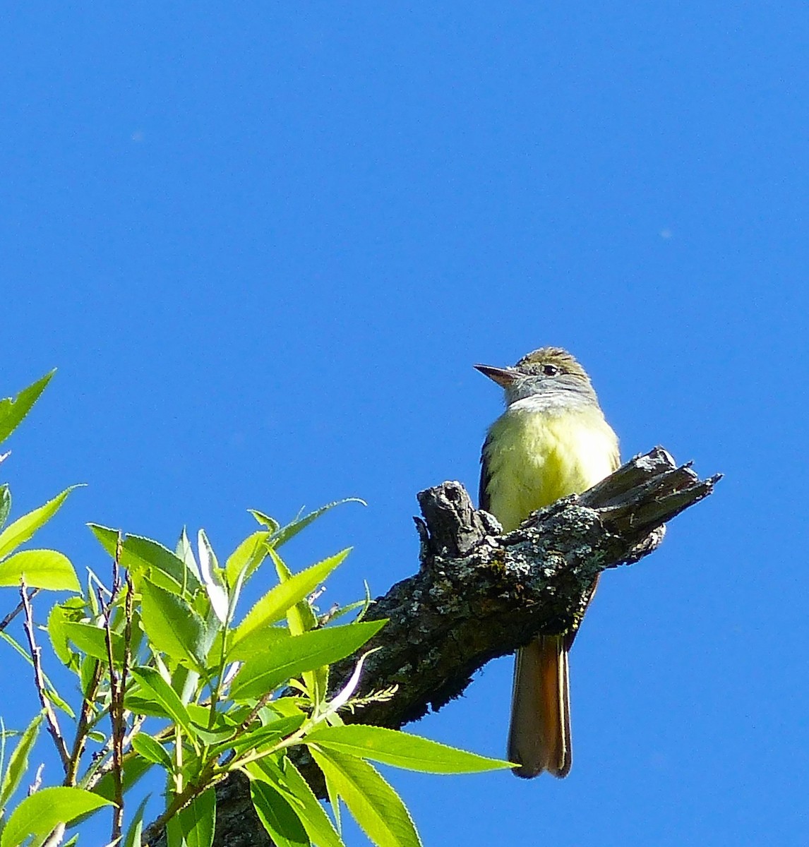 Great Crested Flycatcher - ML619808414