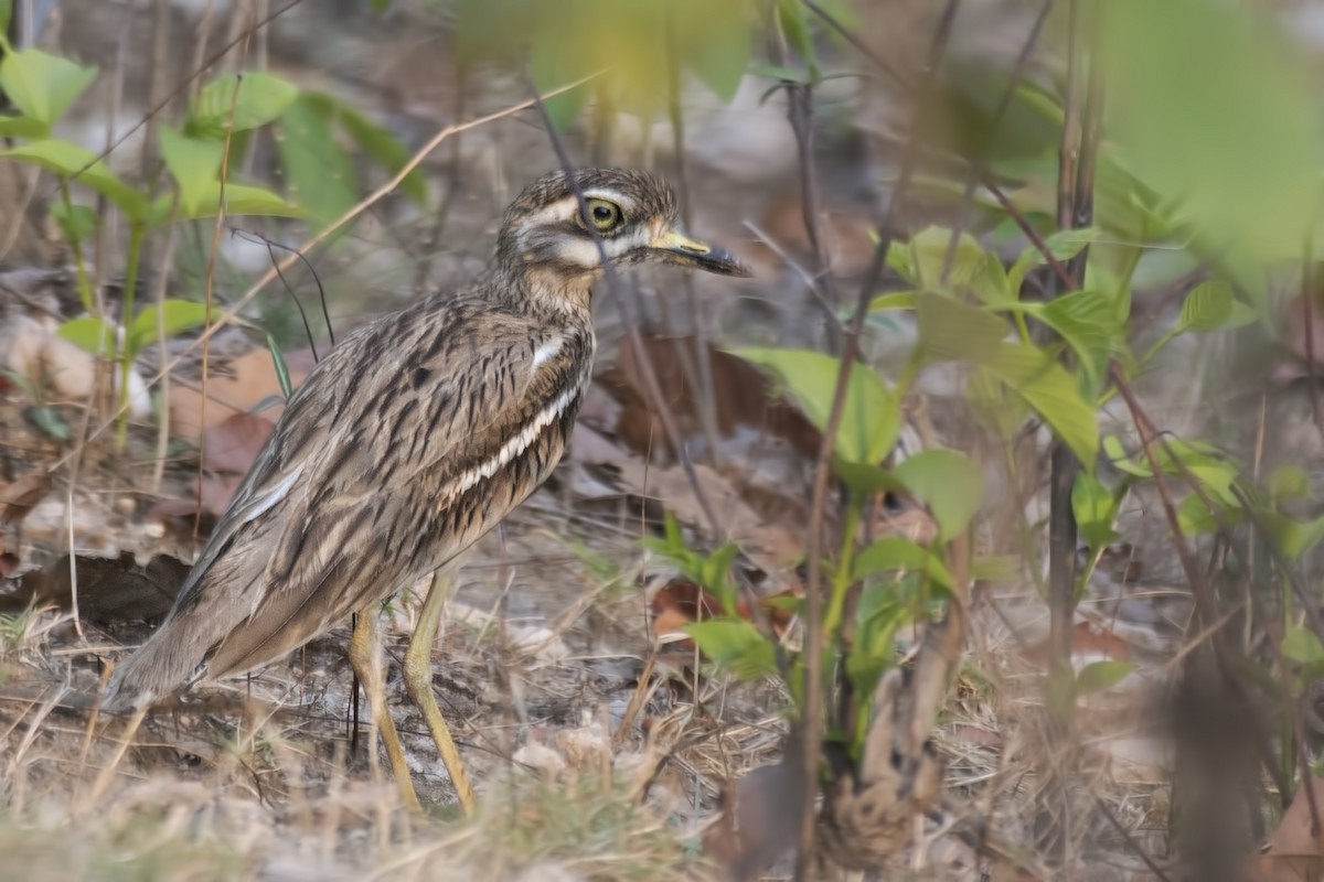 Indian Thick-knee - ML619808434