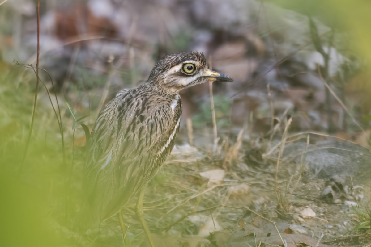 Indian Thick-knee - ML619808435