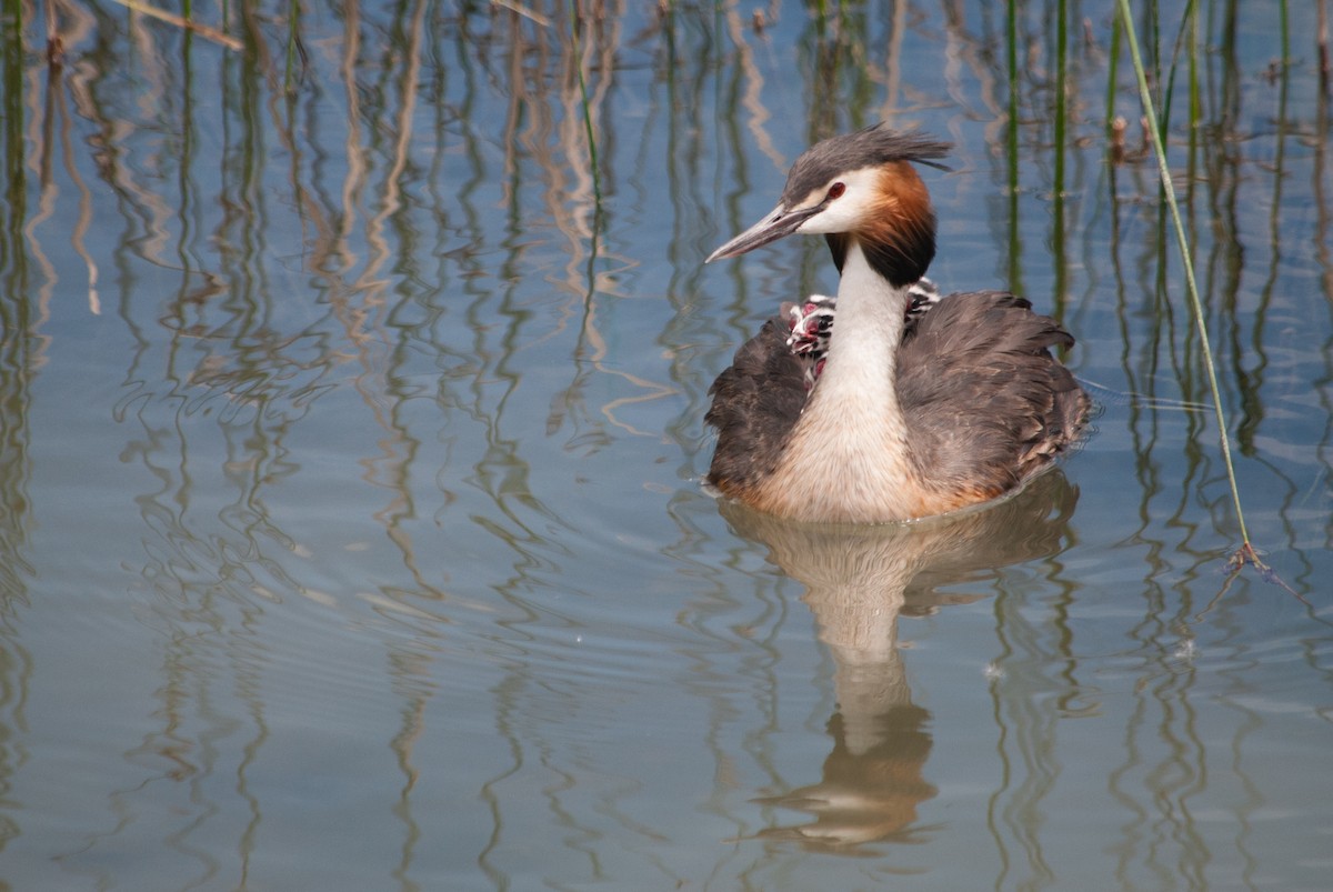 Great Crested Grebe - ML619808440