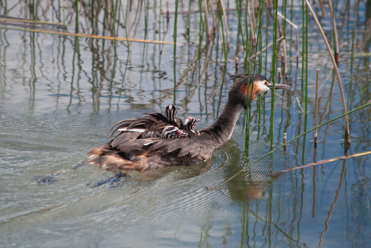Great Crested Grebe - ML619808441