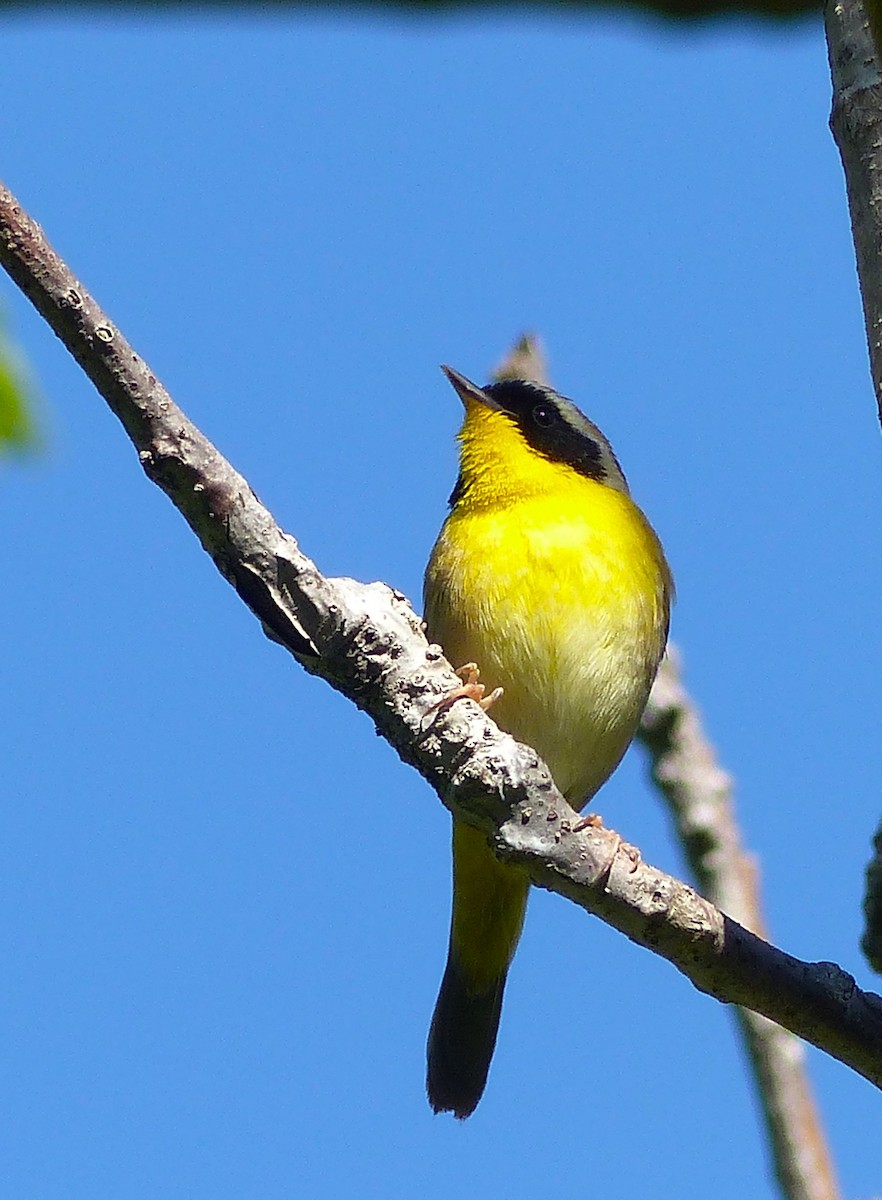 Common Yellowthroat - ML619808442