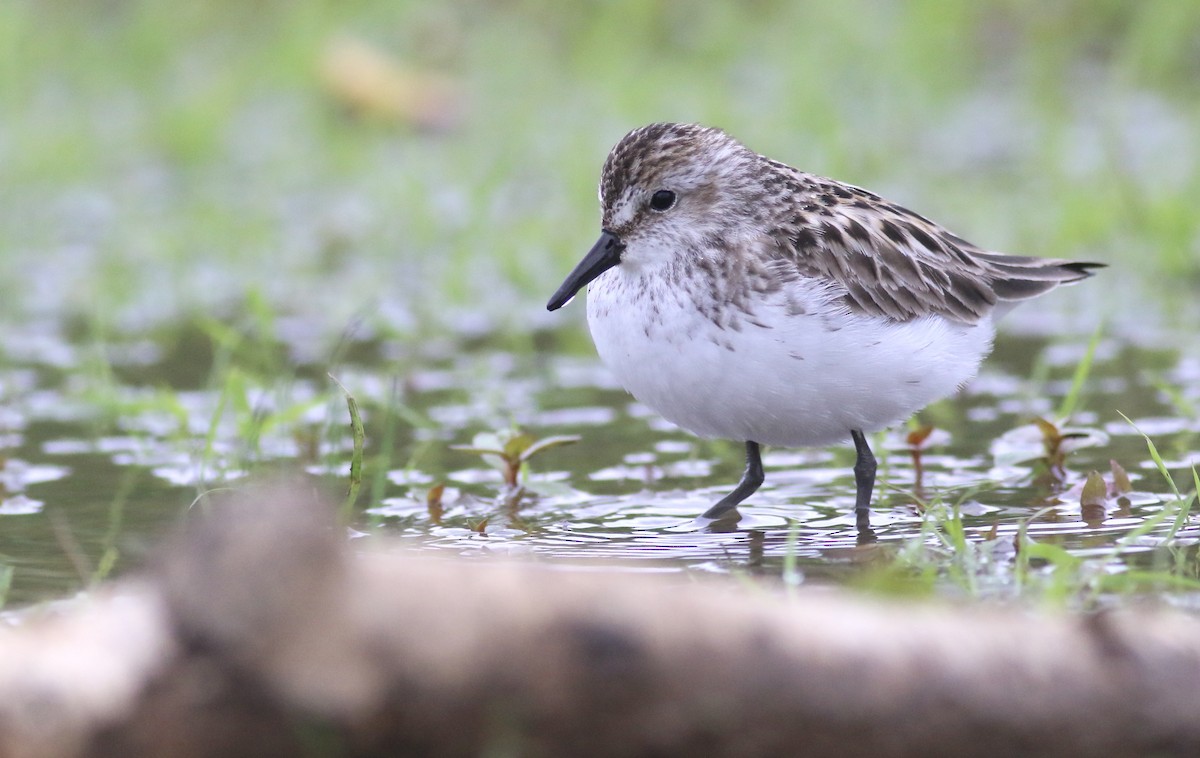 Semipalmated Sandpiper - ML619808447