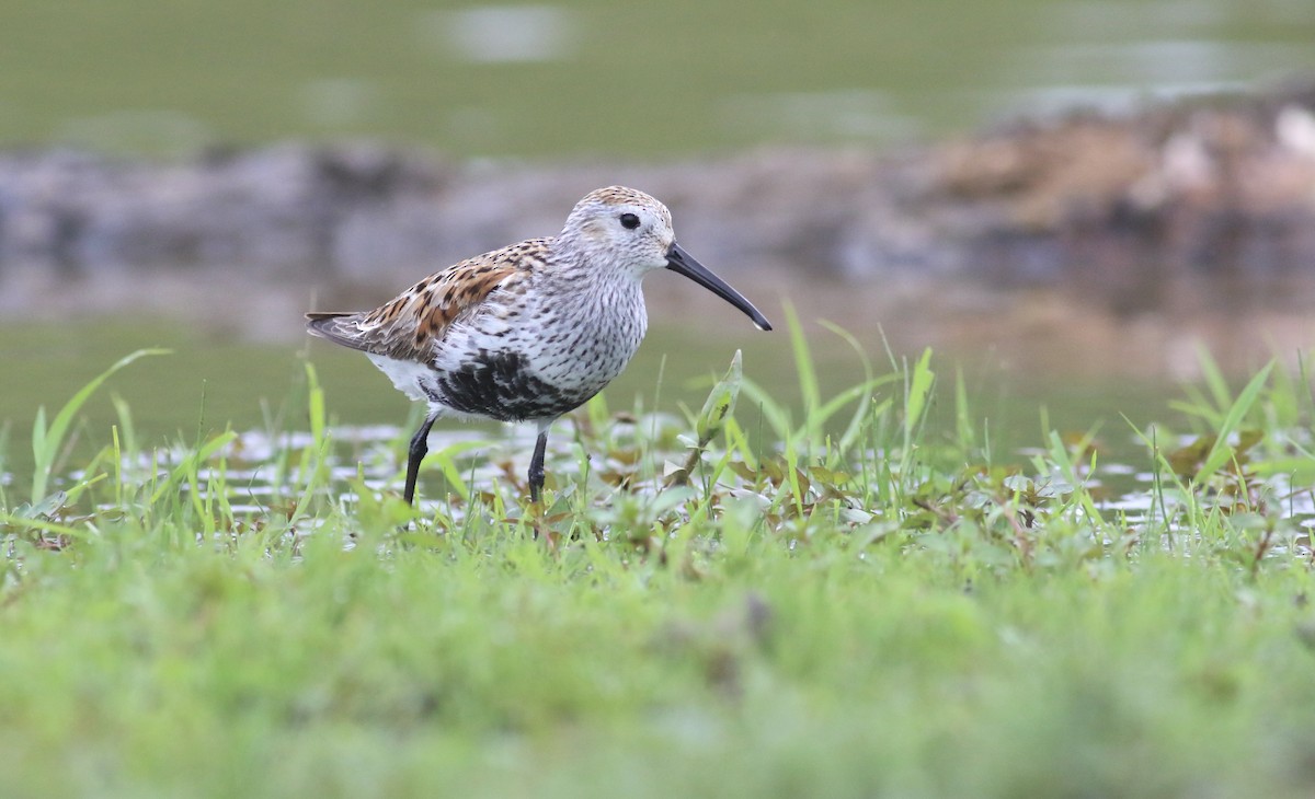 Dunlin - ML619808450