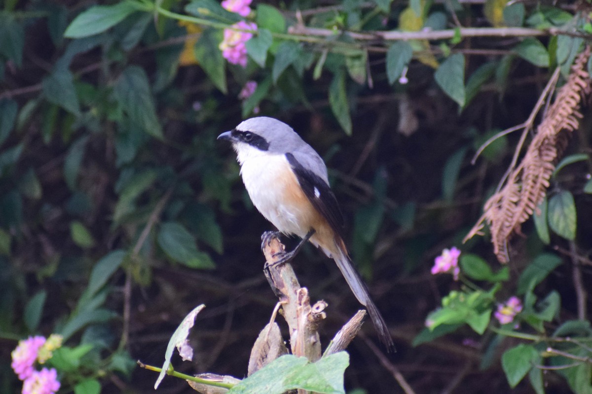 Long-tailed Shrike - ML619808457