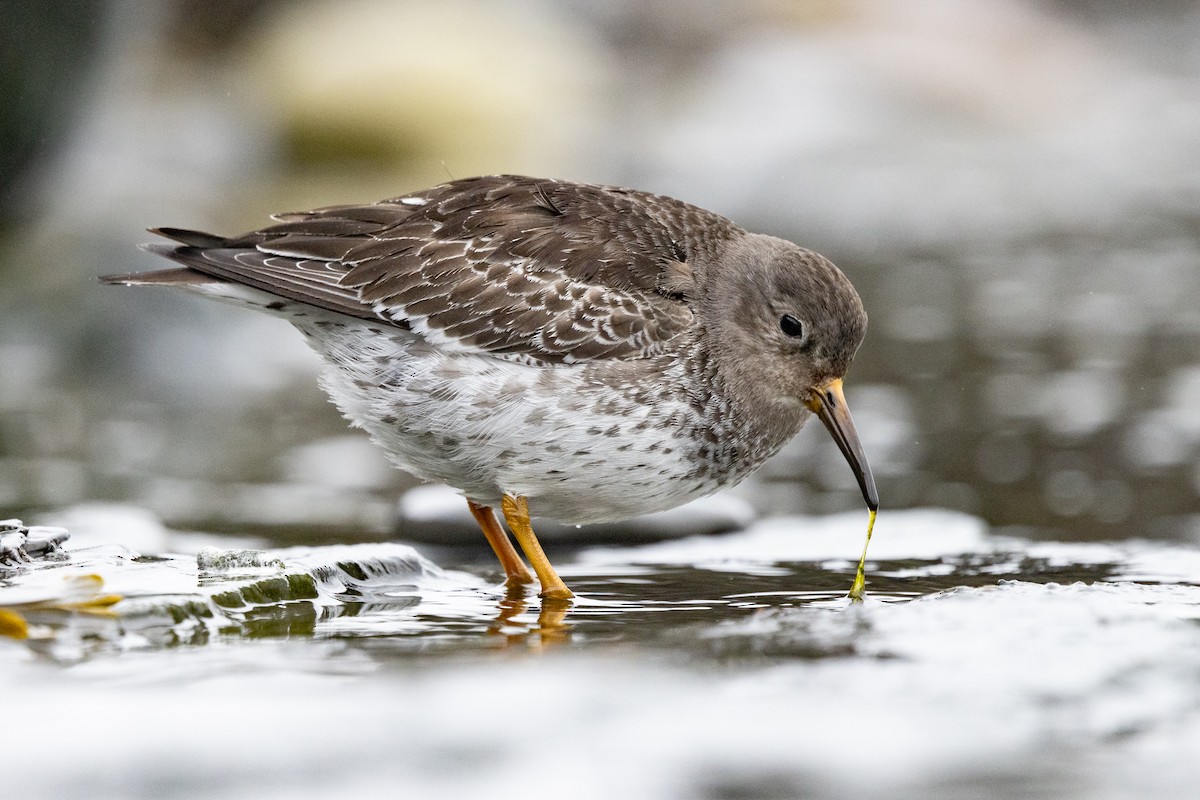 Purple Sandpiper - ML619808460