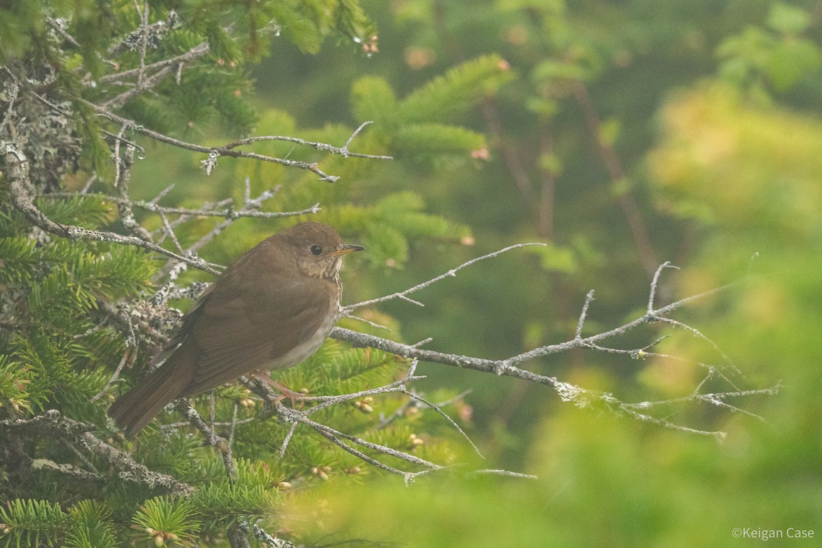 Bicknell's Thrush - ML619808461