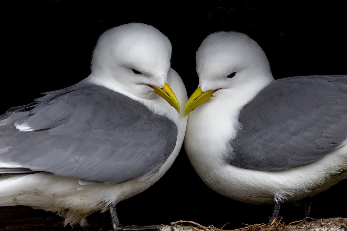 Black-legged Kittiwake - ML619808464