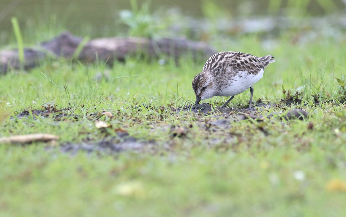 Semipalmated Sandpiper - ML619808465