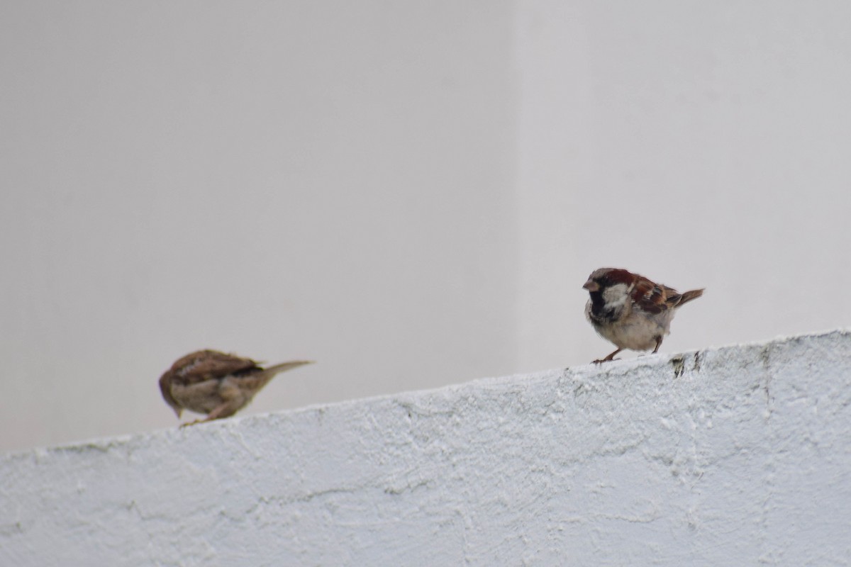 House Sparrow - ML619808471