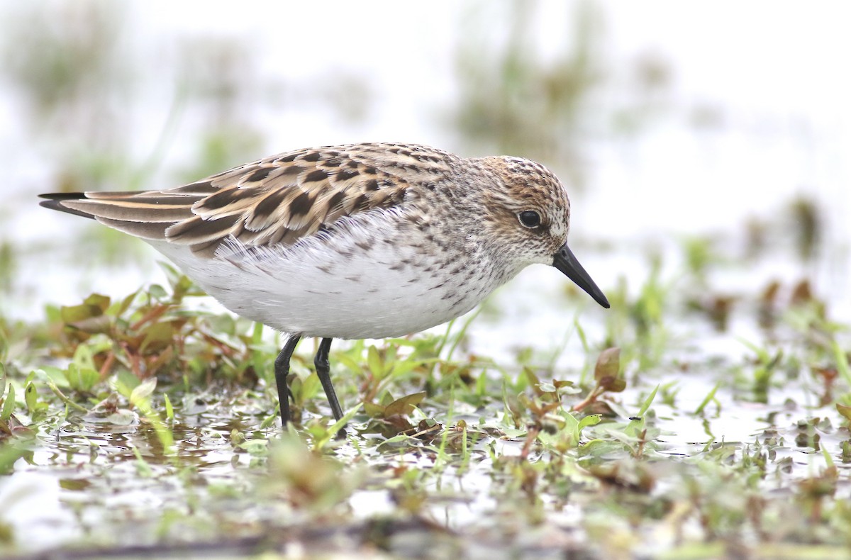 Semipalmated Sandpiper - ML619808475