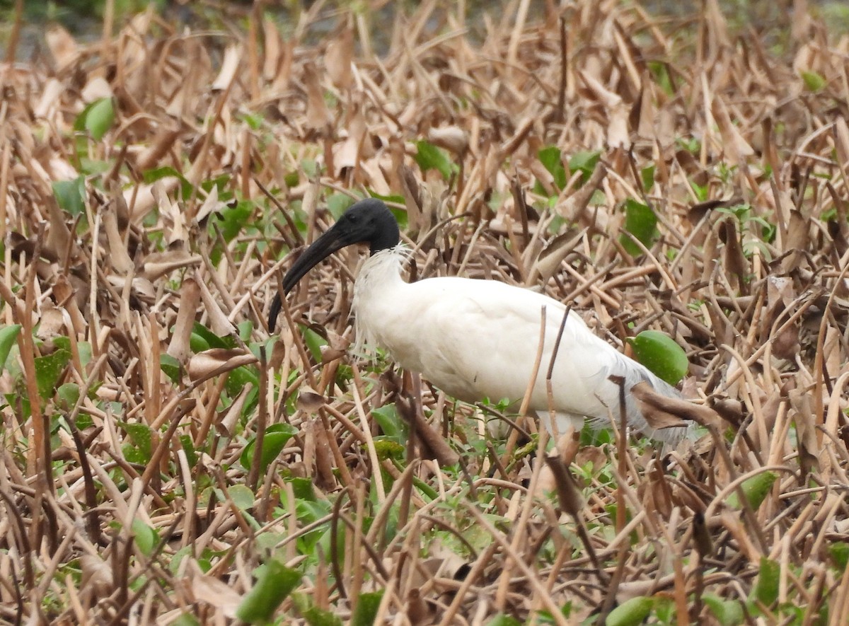 ibis černohlavý - ML619808477