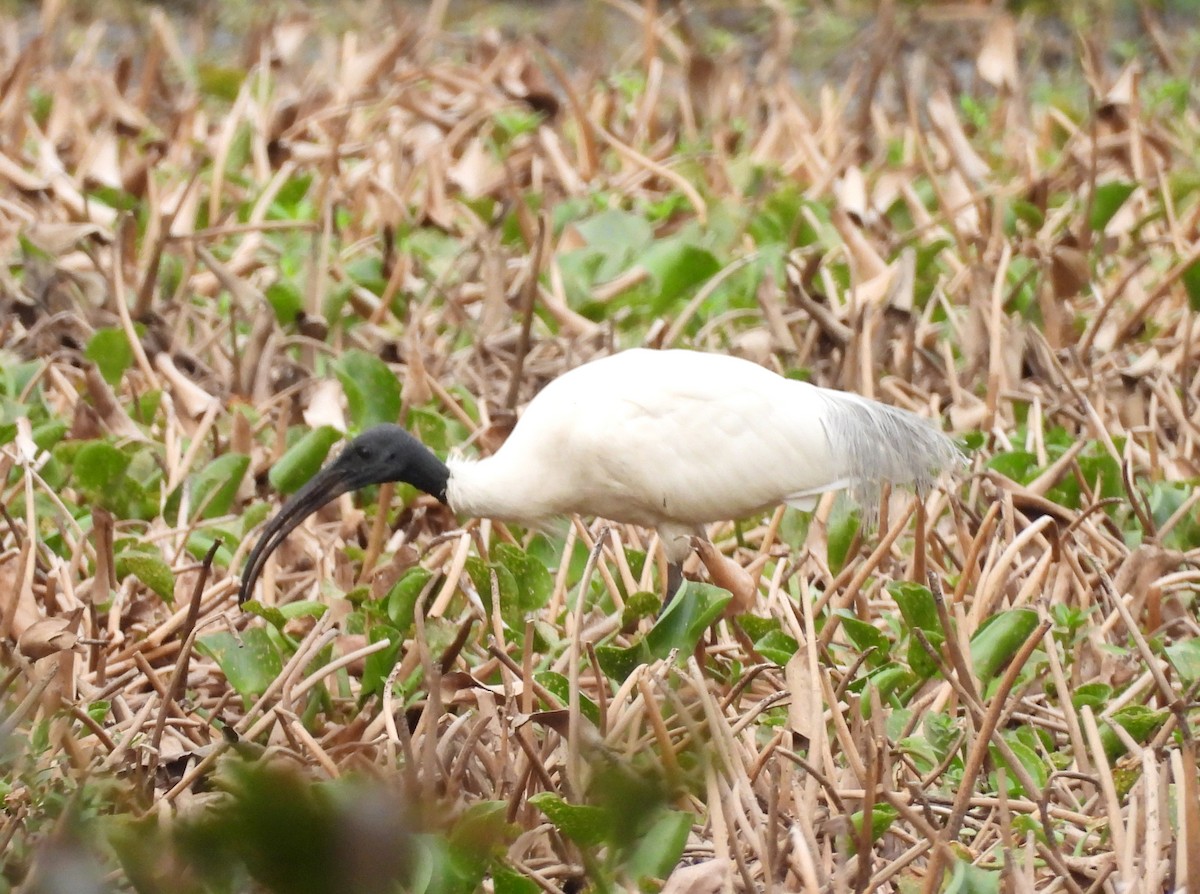 ibis černohlavý - ML619808478