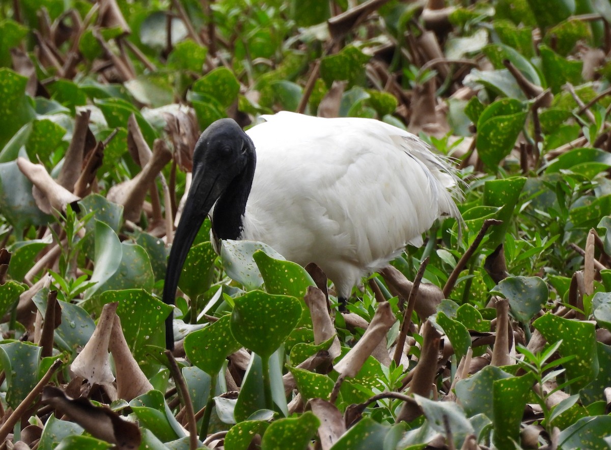 ibis černohlavý - ML619808479