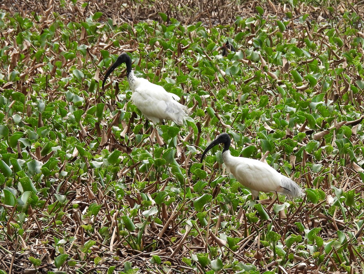 ibis černohlavý - ML619808480