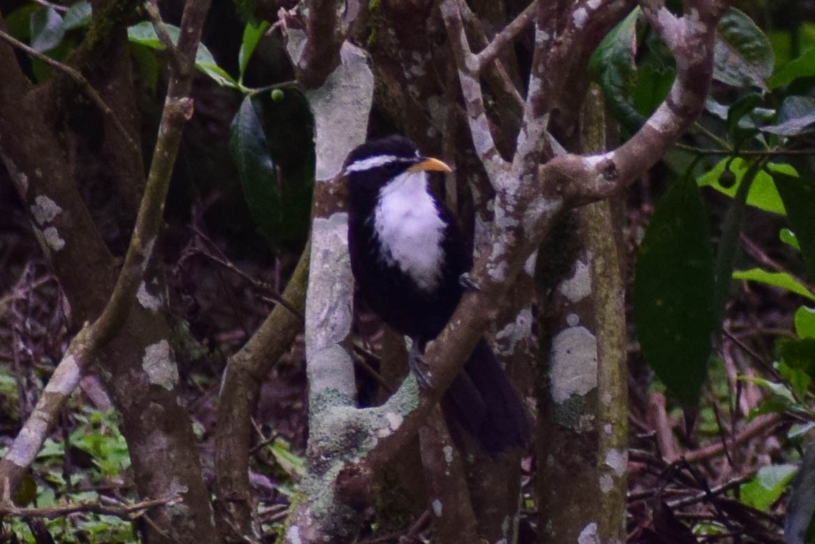 Indian Scimitar-Babbler - ML619808483