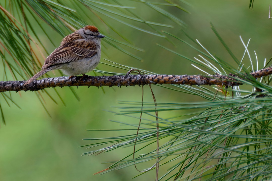 Chipping Sparrow - ML619808486