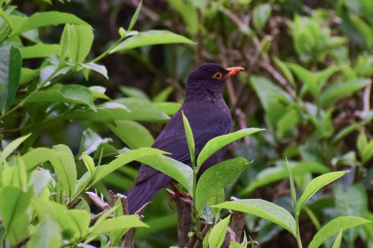 Indian Blackbird - ML619808488