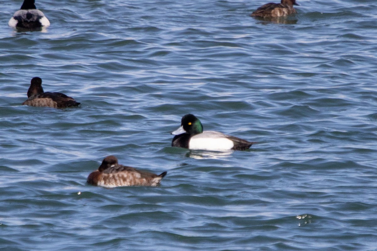 Greater Scaup - ML619808490