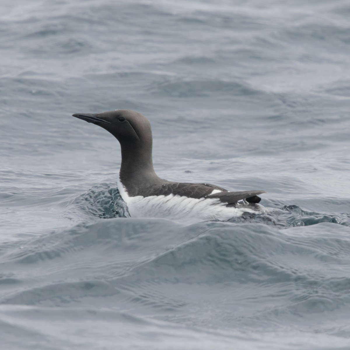 Common Murre - ML619808495