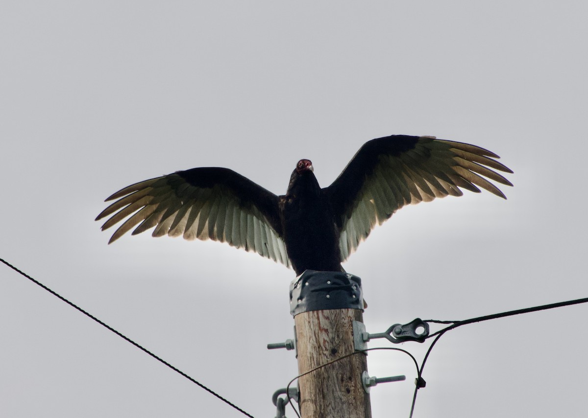 Turkey Vulture - ML619808497
