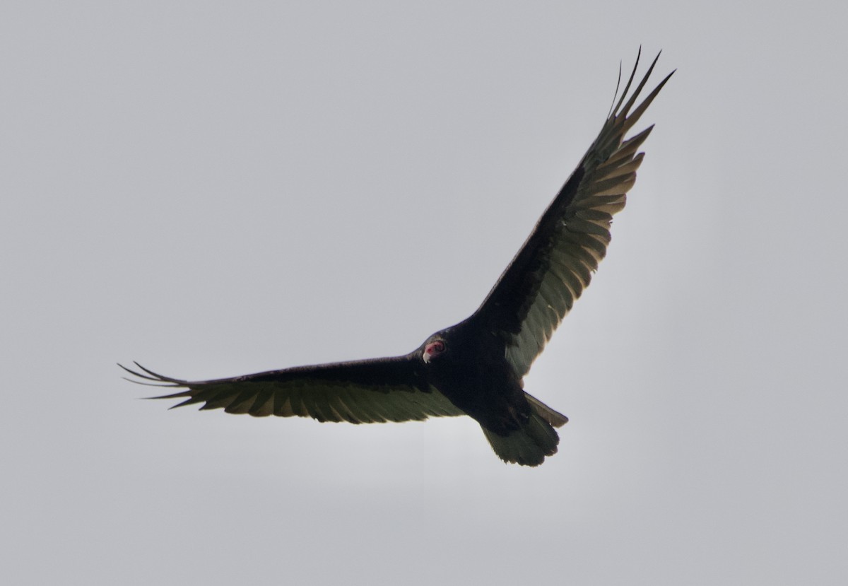 Turkey Vulture - ML619808499
