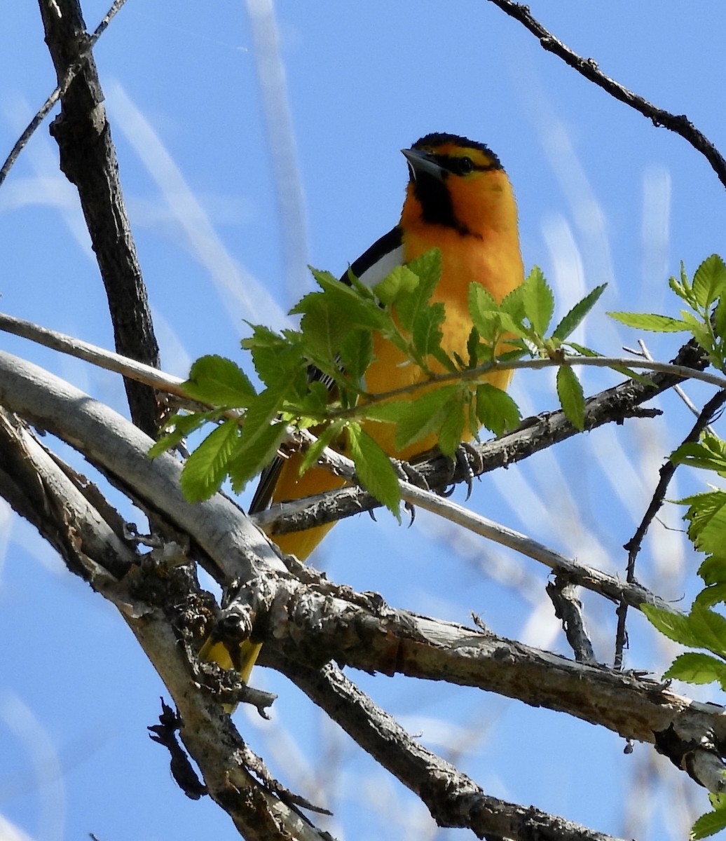 Bullock's Oriole - ML619808502