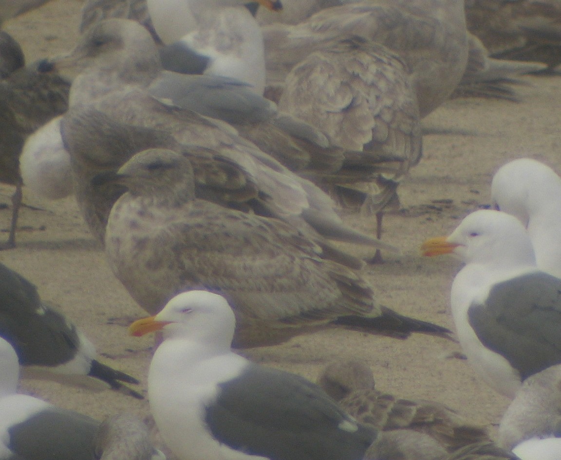 goéland sp. (Larus sp.) - ML619808515