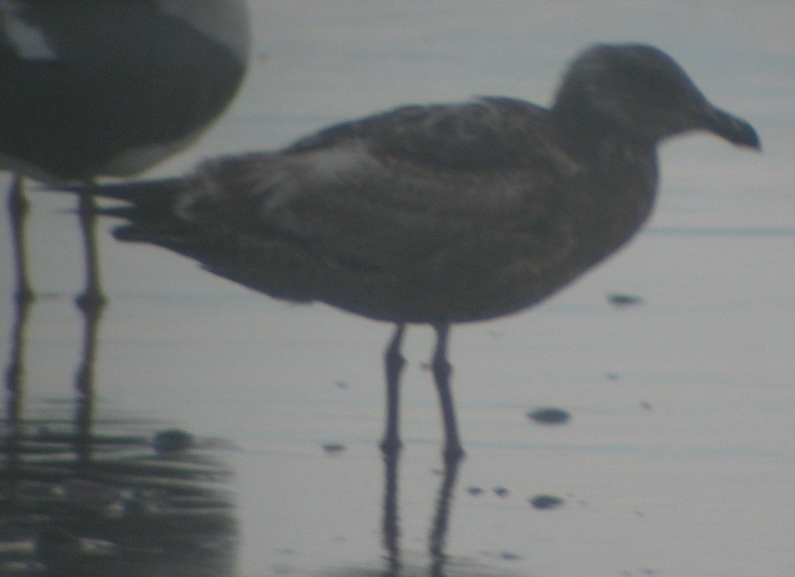 Western Gull - ML619808529