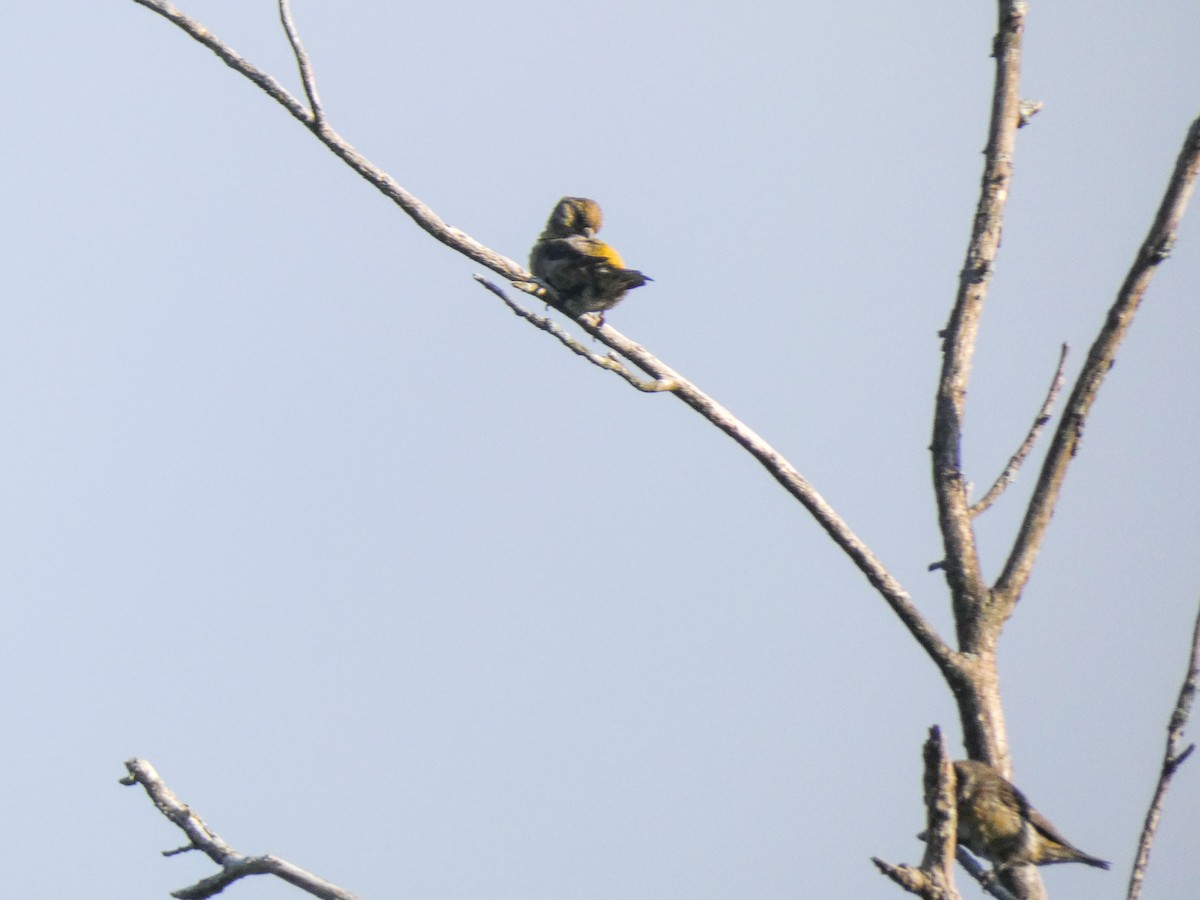 Red Crossbill - ML619808533