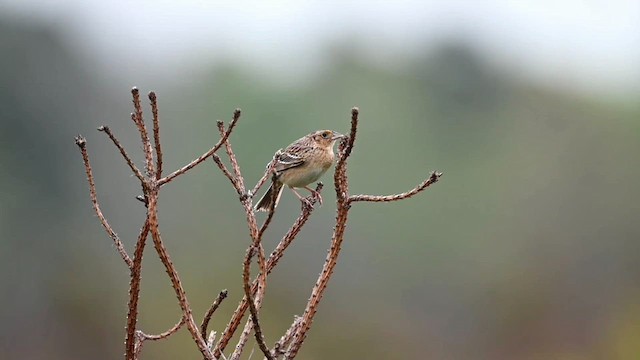 Grasshopper Sparrow - ML619808536